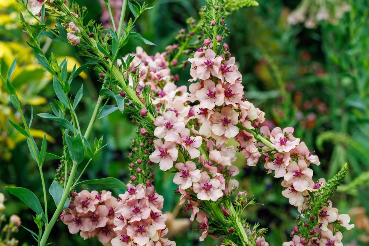 春の花が終わった庭に足すだけ！植えっぱなしで毎年咲く初夏の宿根草【8選】（画像7）