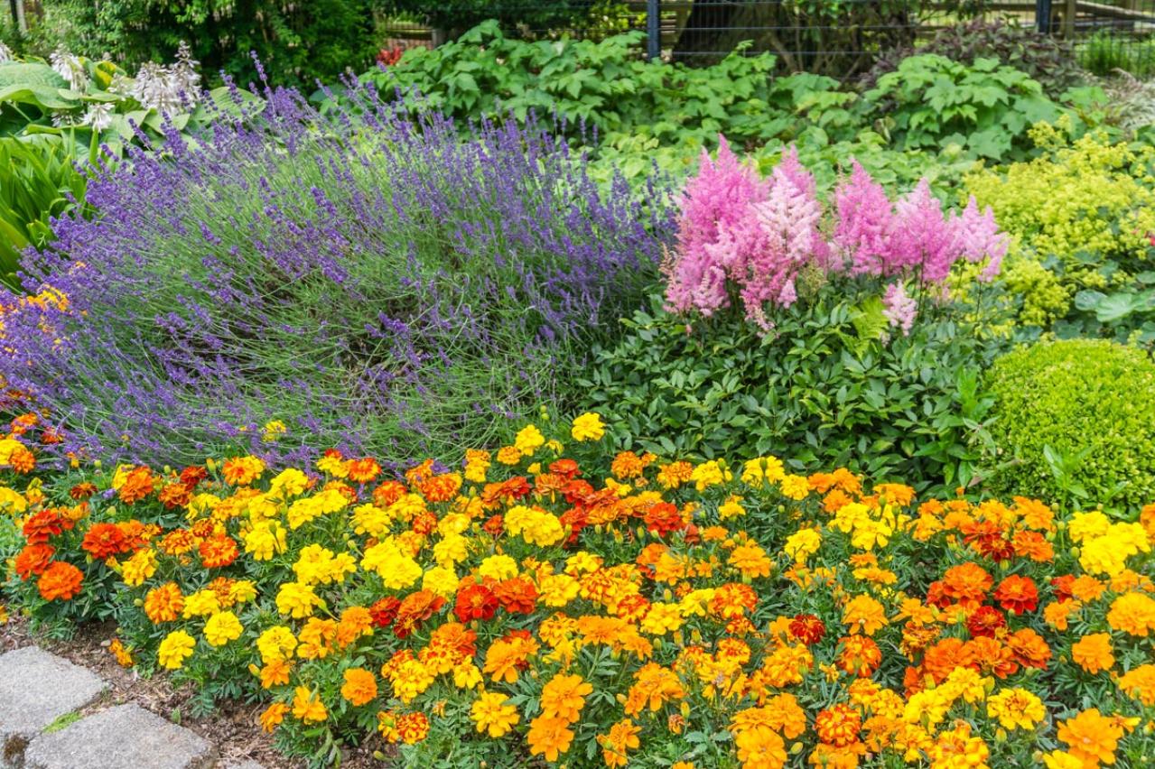 春の花が終わった庭に足すだけ！植えっぱなしで毎年咲く初夏の宿根草【8選】（画像16）