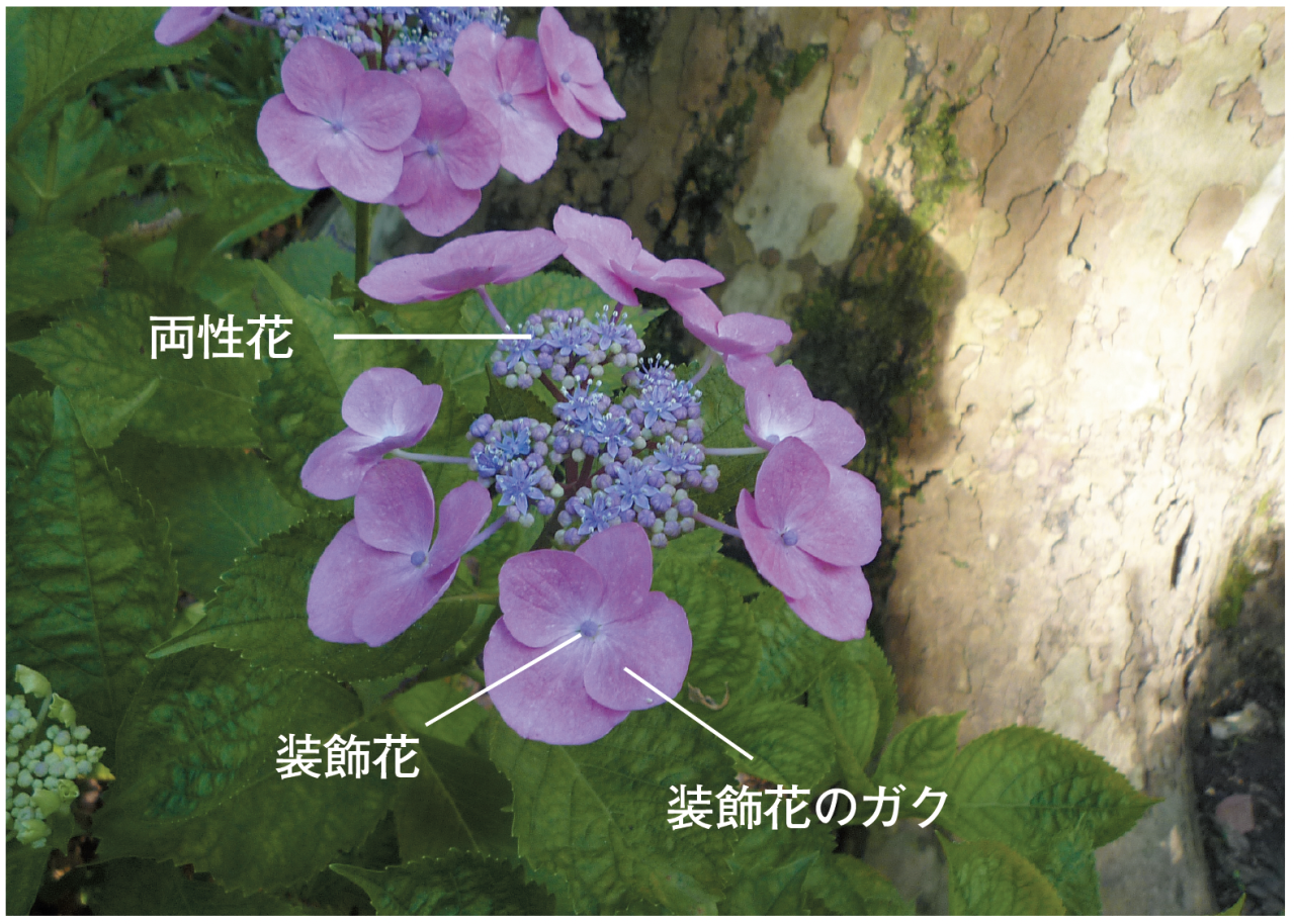 アジサイ