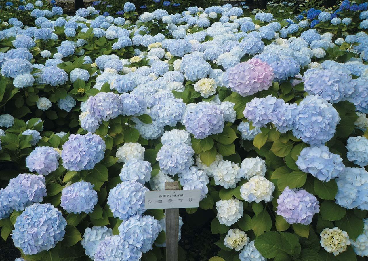 アジサイ　手まり咲き