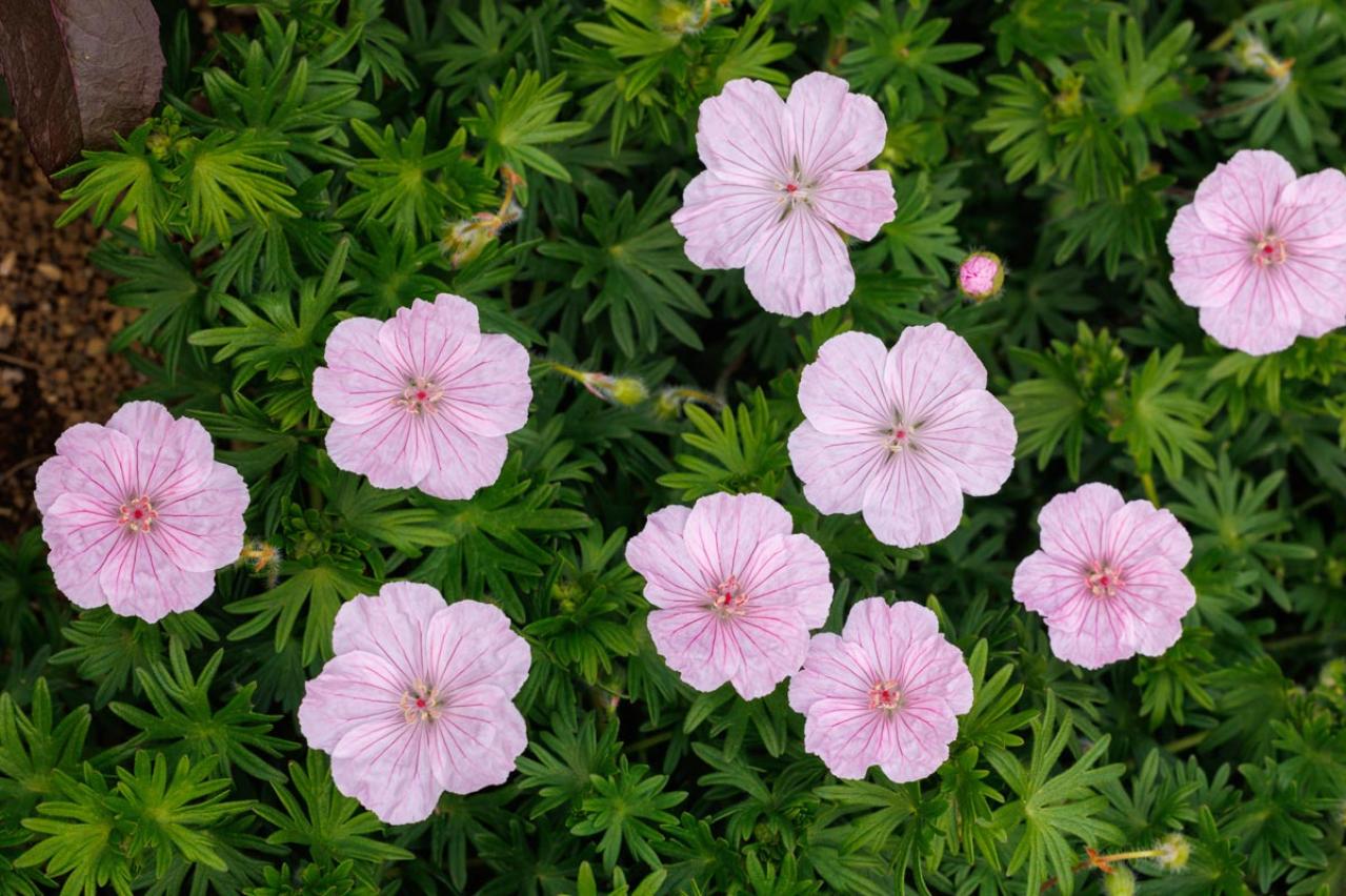 春の花が終わった庭に足すだけ！植えっぱなしで毎年咲く初夏の宿根草【8選】（画像8）