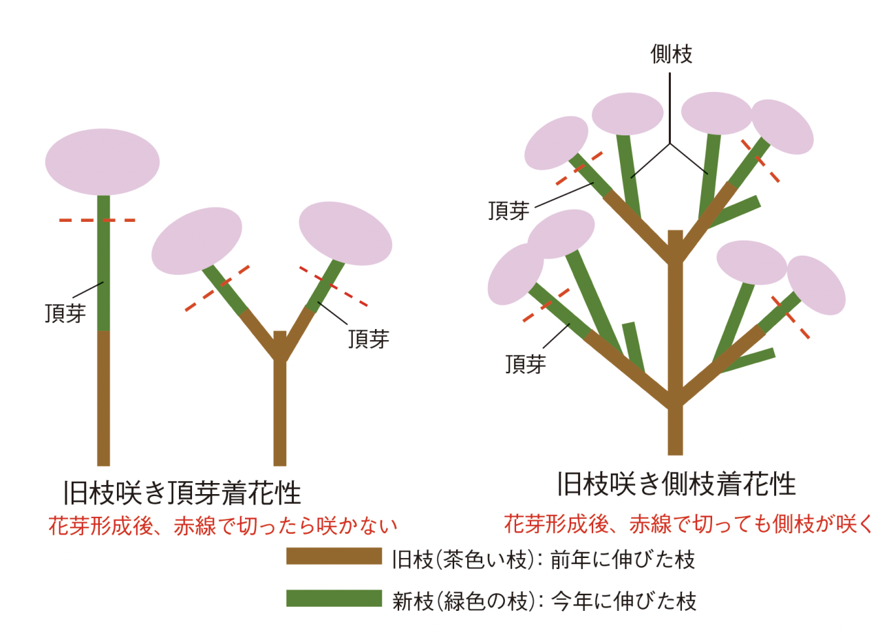 アジサイの剪定　イラスト