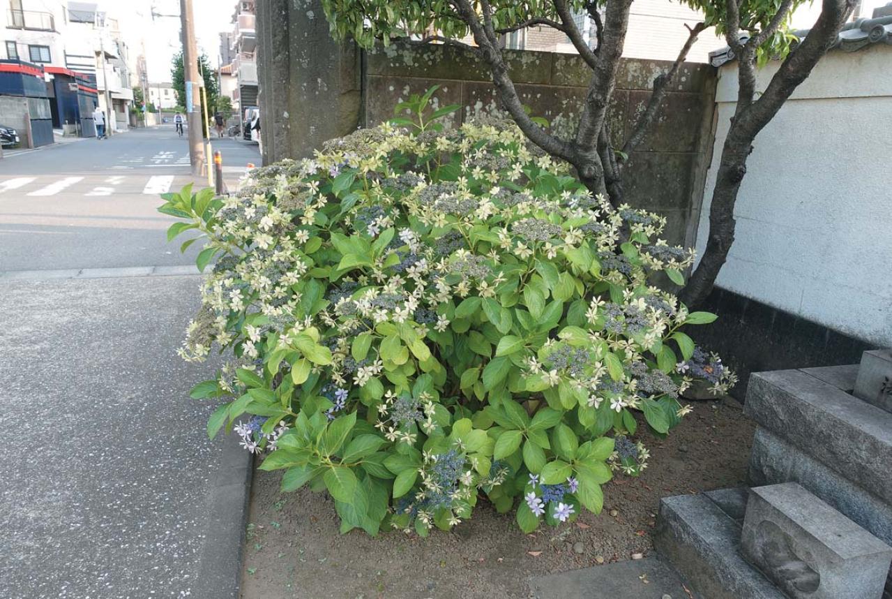 アジサイ