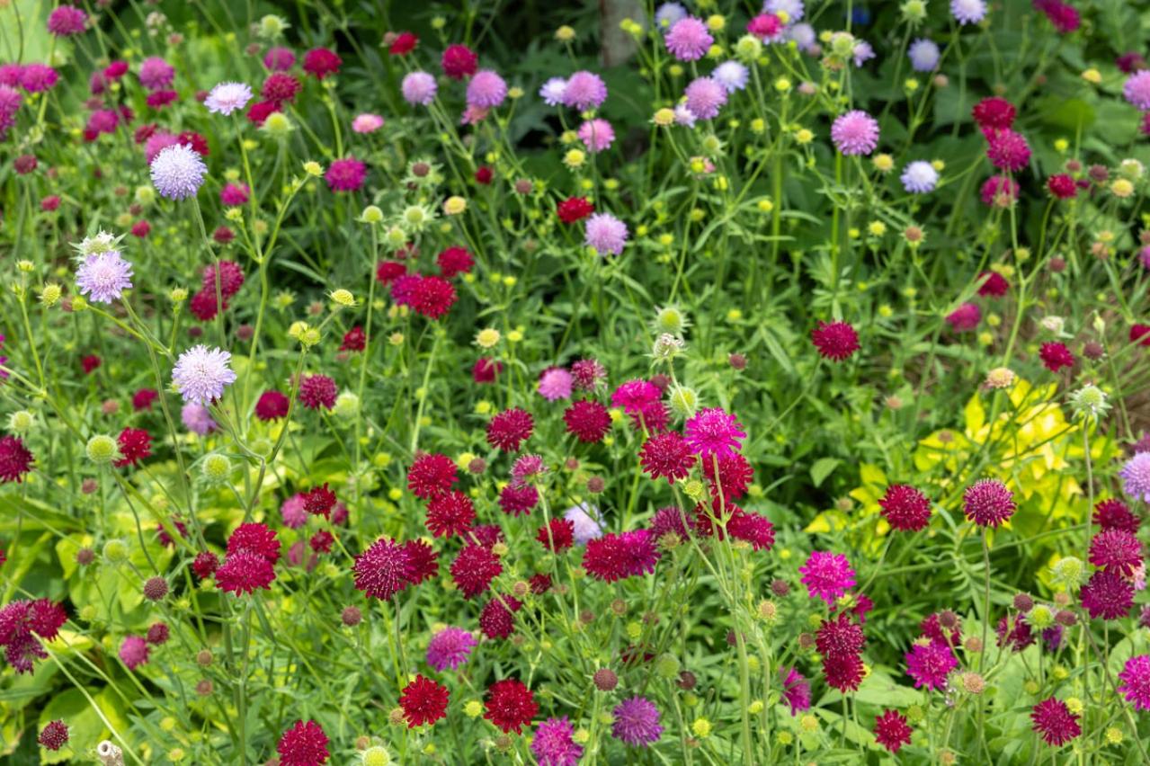春の花が終わった庭に足すだけ！植えっぱなしで毎年咲く初夏の宿根草【8選】