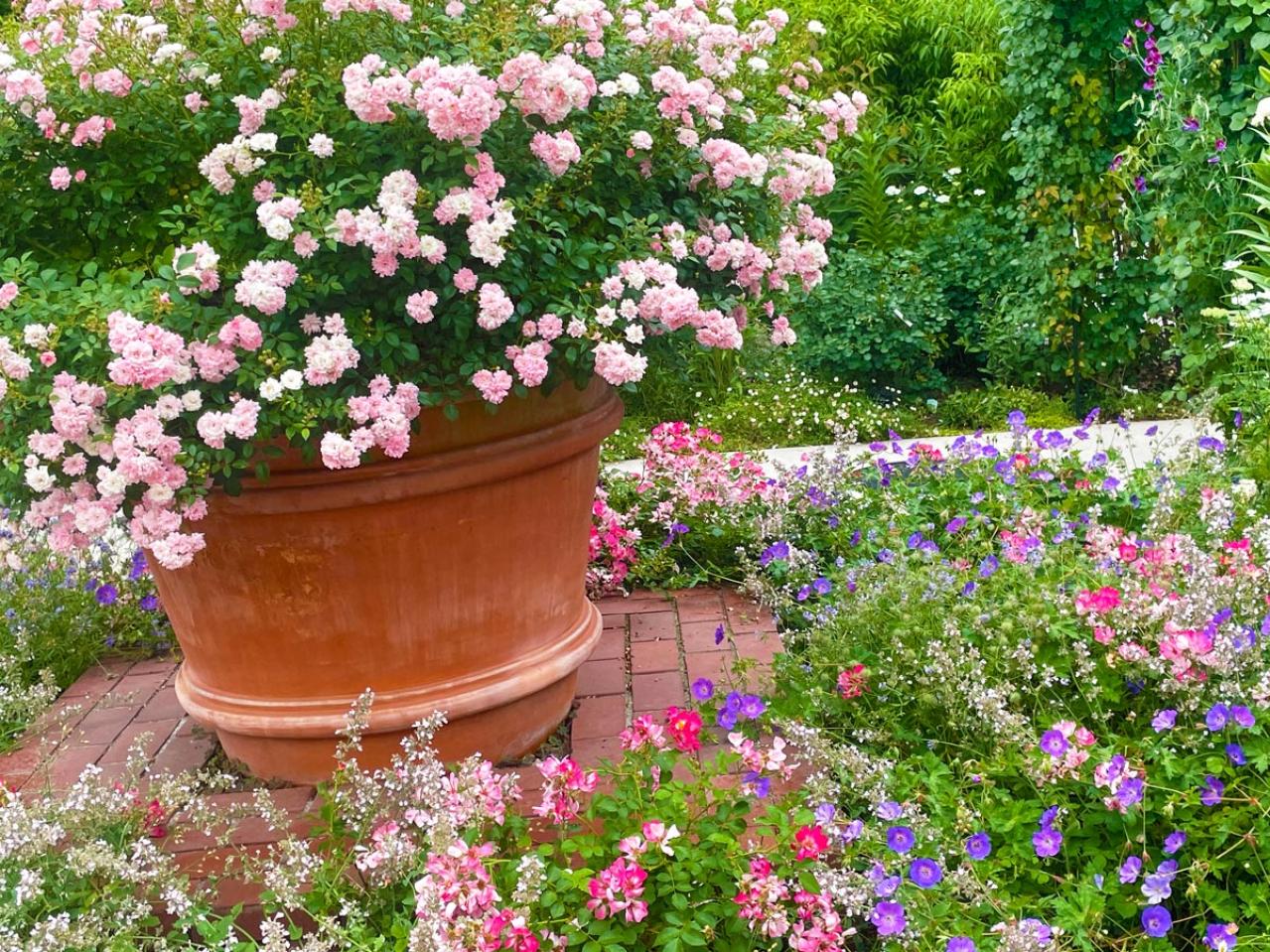 春の花が終わった庭に足すだけ！植えっぱなしで毎年咲く初夏の宿根草【8選】（画像2）
