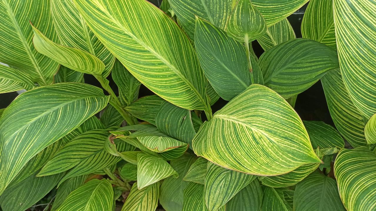 猛暑でもあきらめない！花がなくても映える「リーフガーデン」のつくり方とおすすめ植物8選（画像3）