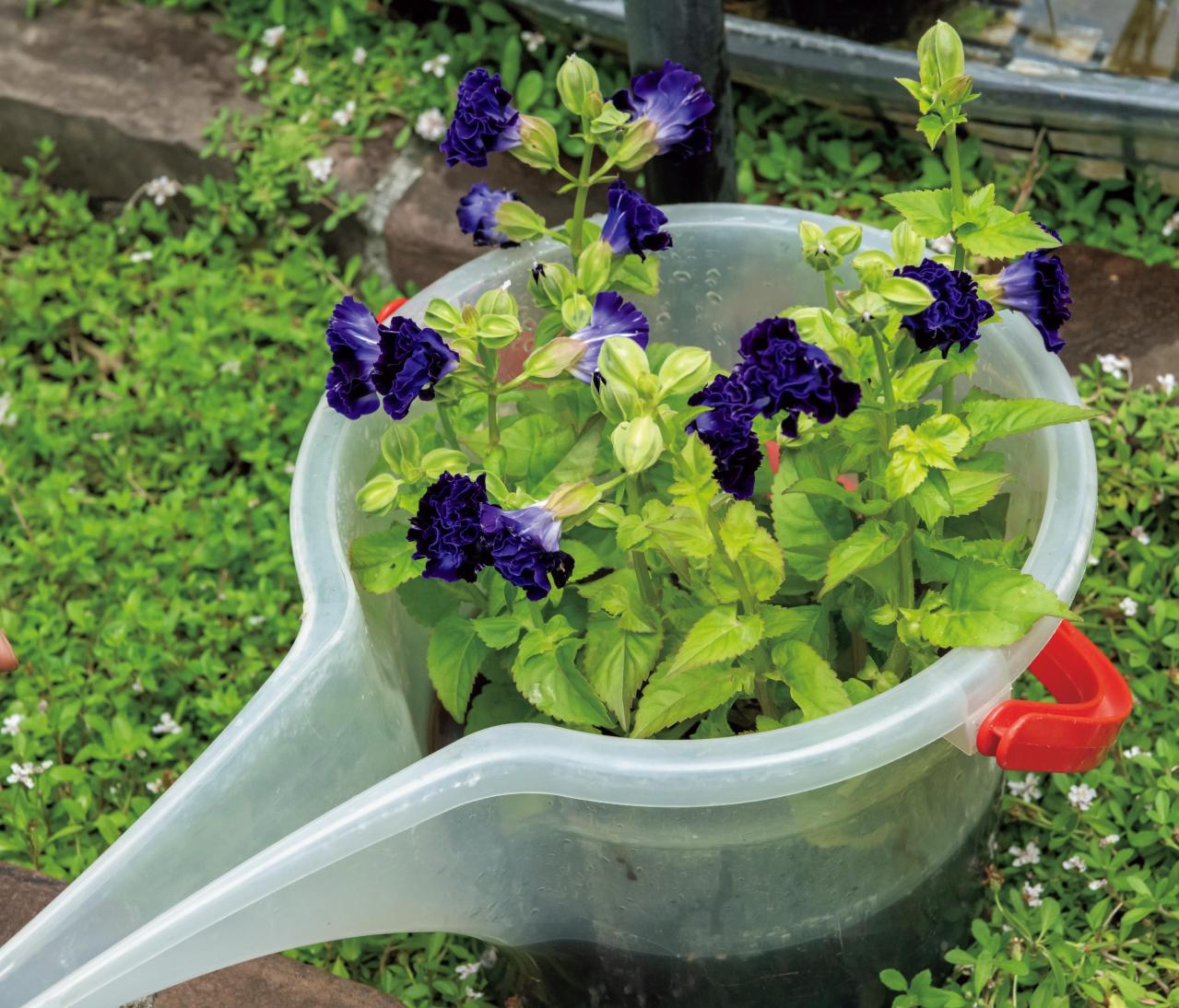 梅雨〜夏の【植物の夏越し】水やり・暑さ対策・風通しのポイントをおさえて、今年こそ植物を枯らさない！（画像11）