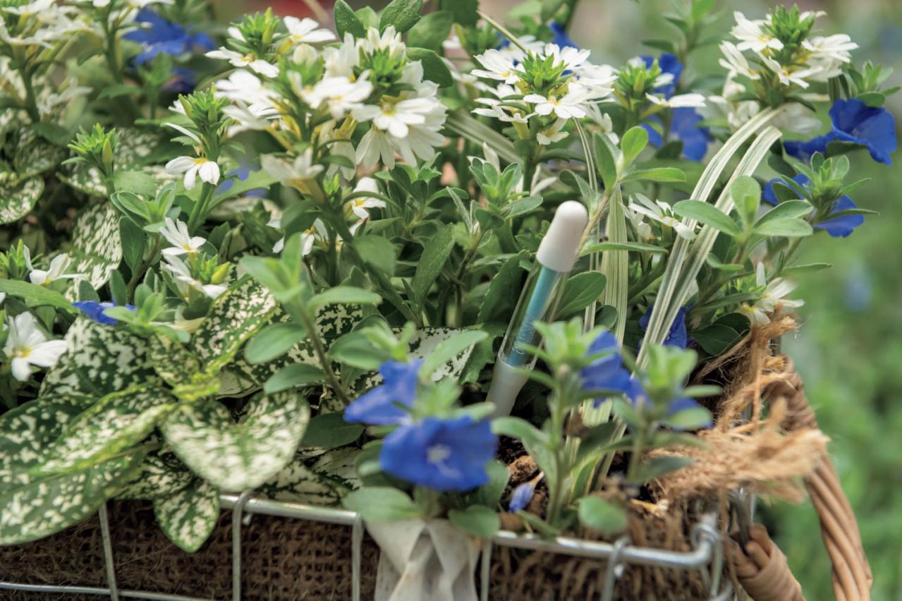 梅雨〜夏の【植物の夏越し】水やり・暑さ対策・風通しのポイントをおさえて、今年こそ植物を枯らさない！（画像4）