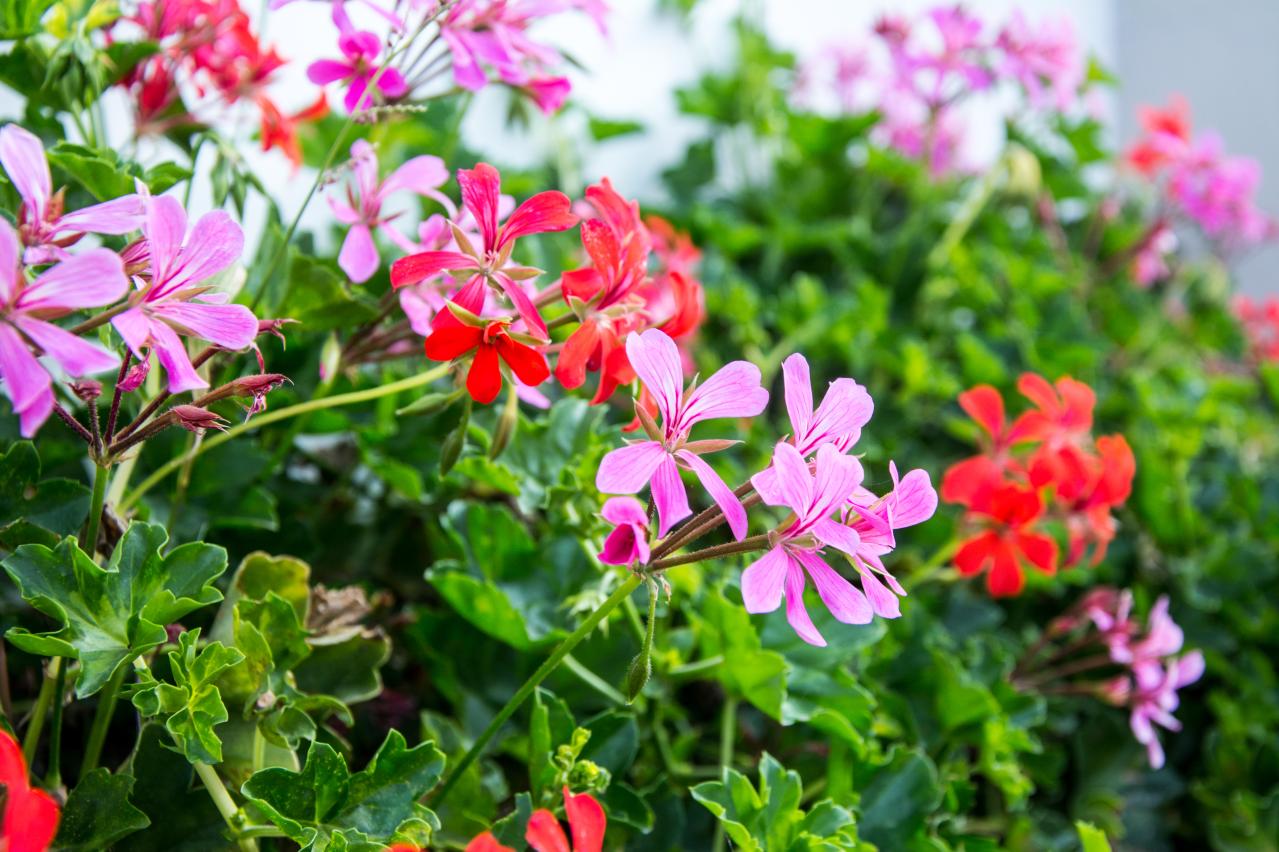 夏の水やり・草取りを減らしたい人へ。砂利でつくる【グラベルガーデン】の基本とおすすめ植物8選（画像11）