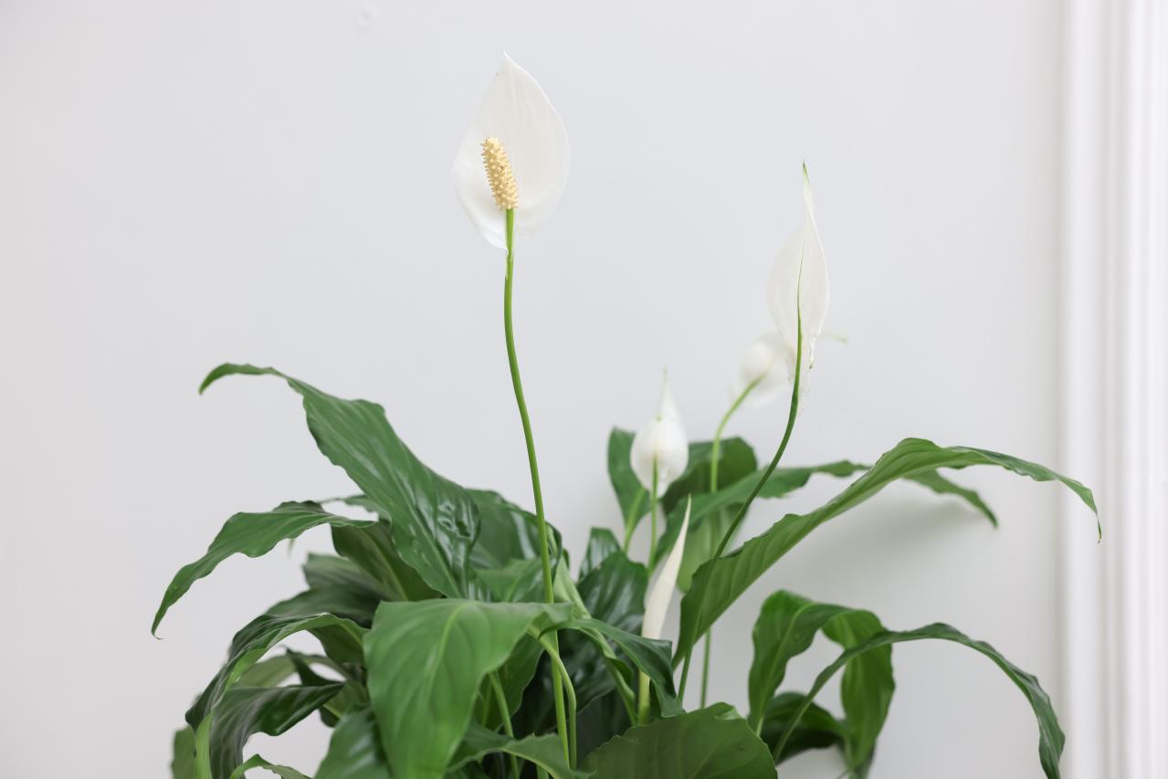 暑い季節は室内で“みずみずしい緑”を。【観葉植物選び】サイズ別おすすめ9選と置き場所のコツ（画像11）