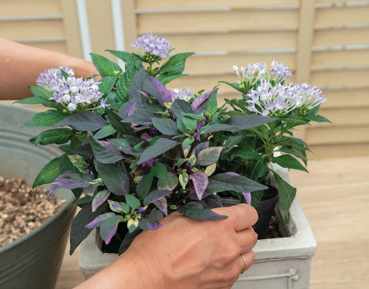 少ないポットで華やかに！【ペンタス×ゴシキトウガラシ】の夏の寄せ植えレシピと長持ちさせる工夫（画像14）