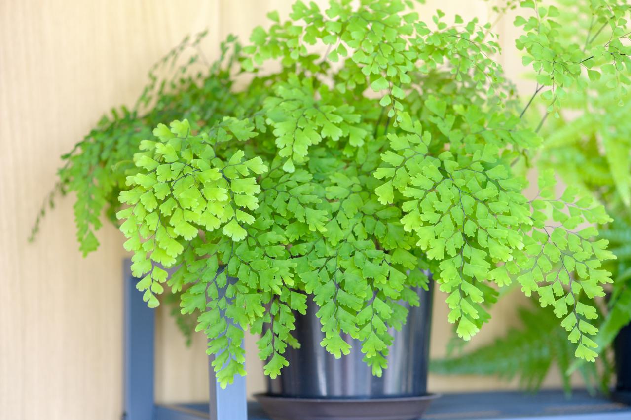 暑い季節は室内で“みずみずしい緑”を。【観葉植物選び】サイズ別おすすめ9選と置き場所のコツ（画像15）