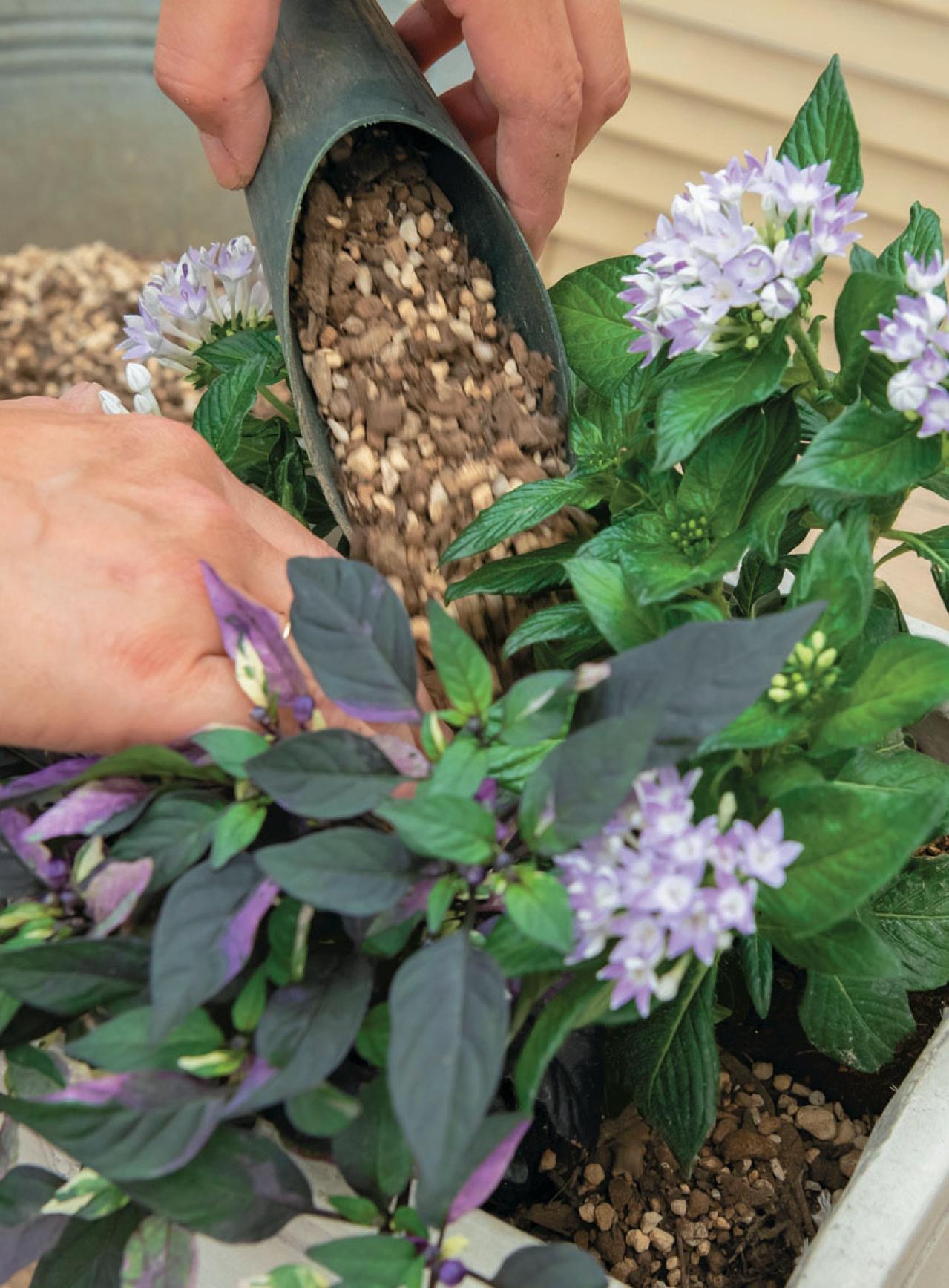 少ないポットで華やかに！【ペンタス×ゴシキトウガラシ】の夏の寄せ植えレシピと長持ちさせる工夫（画像19）