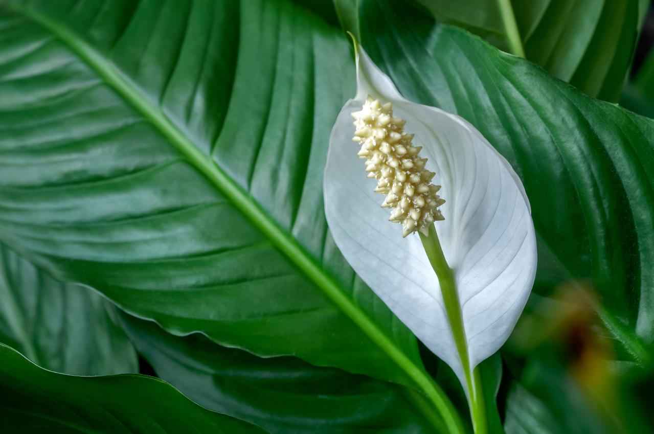暑い季節は室内で“みずみずしい緑”を。【観葉植物選び】サイズ別おすすめ9選と置き場所のコツ（画像12）