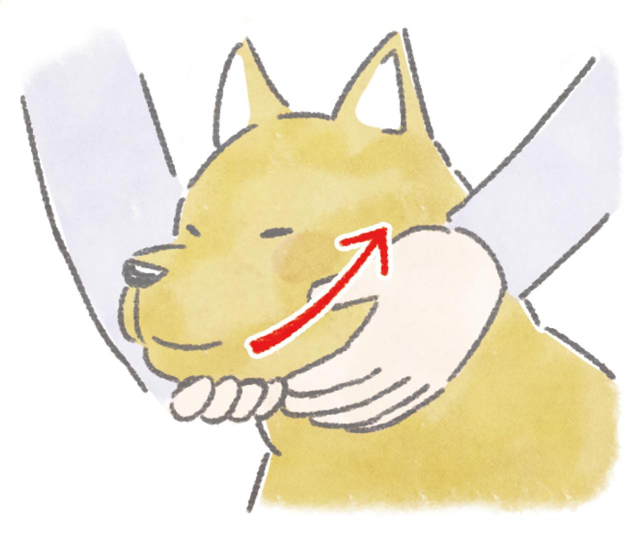 愛犬が5歳を過ぎたら始めたい。認知症予防や嚥下機能の維持に役立つ「顔のマッサージ」3選（画像3）