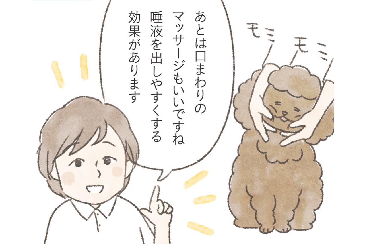 愛犬が5歳を過ぎたら始めたい。認知症予防や嚥下機能の維持に役立つ「顔のマッサージ」3選