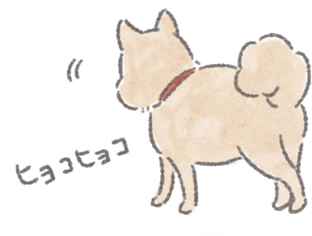 愛犬のためにしていることが逆効果！？5歳から知っておきたい老化のサインと「過保護にしない」コツ（画像3）