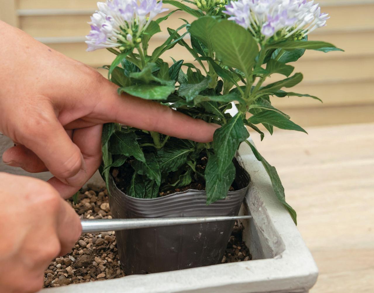 少ないポットで華やかに！【ペンタス×ゴシキトウガラシ】の夏の寄せ植えレシピと長持ちさせる工夫（画像13）