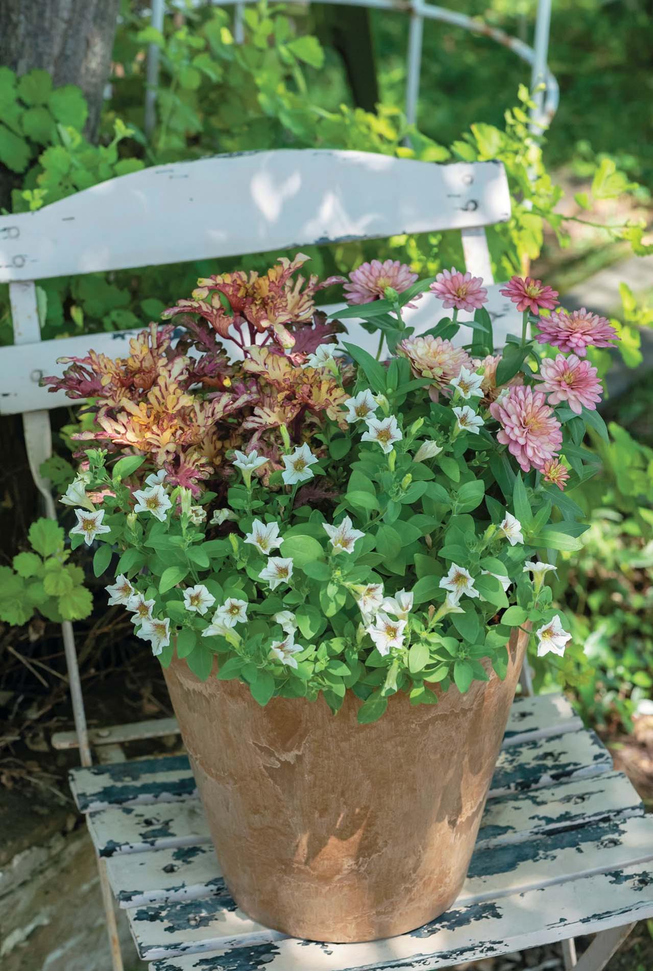 色数を2色に絞って洗練された印象！ 酷暑を乗り切る【夏の寄せ植え】2スタイル（画像5）