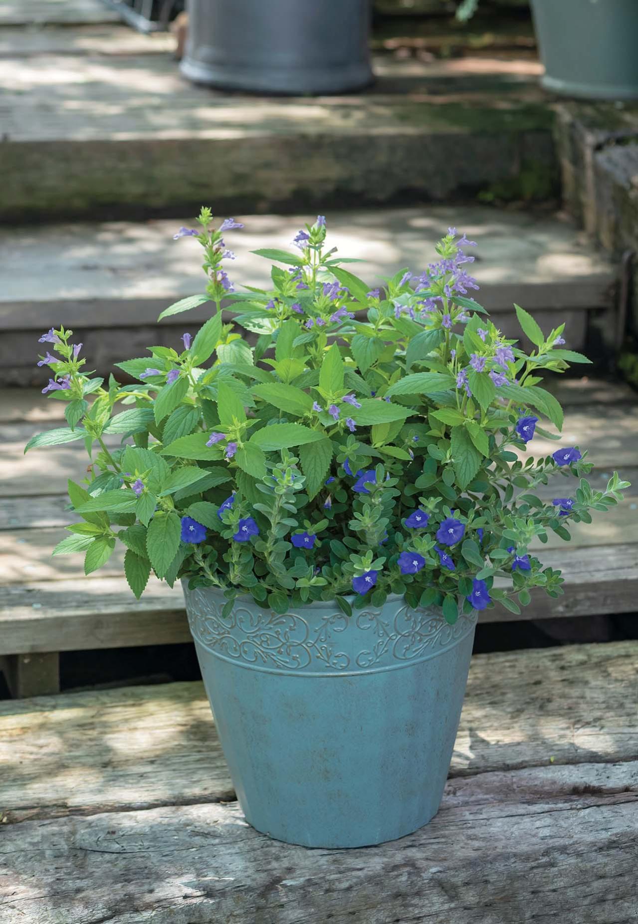 涼やかに秋まで長持ちする【夏の寄せ植え2選】植物は2種に絞ってシンプルに！（画像6）