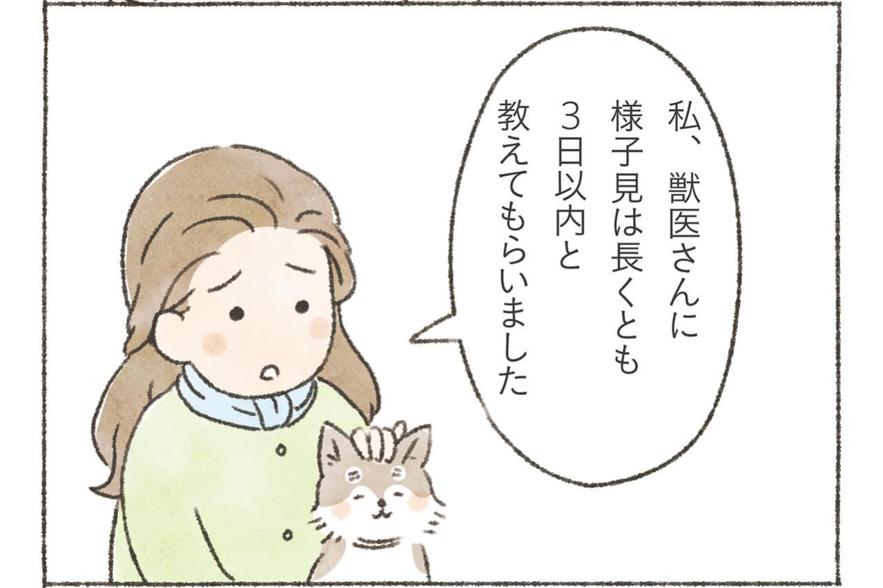 愛犬の「もう少し様子を見る？」が不安なときに。動物病院へ行く目安と見逃したくない不調サイン4つ