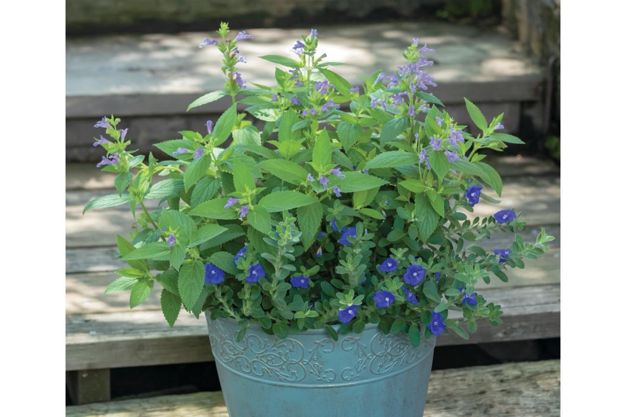 涼やかに秋まで長持ちする【夏の寄せ植え2選】植物は2種に絞ってシンプルに！