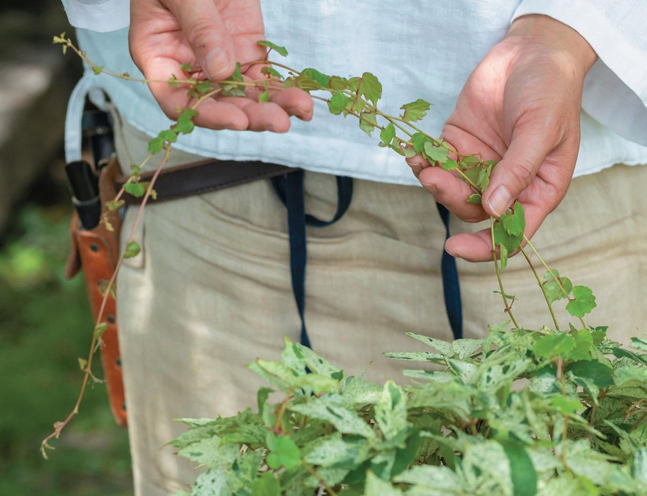 涼やかに秋まで長持ちする【夏の寄せ植え2選】植物は2種に絞ってシンプルに！（画像5）