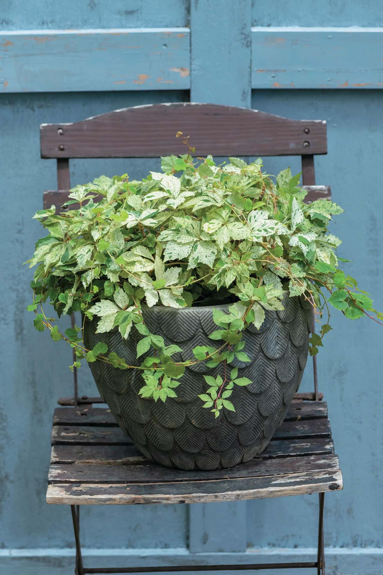 涼やかに秋まで長持ちする【夏の寄せ植え2選】植物は2種に絞ってシンプルに！（画像3）