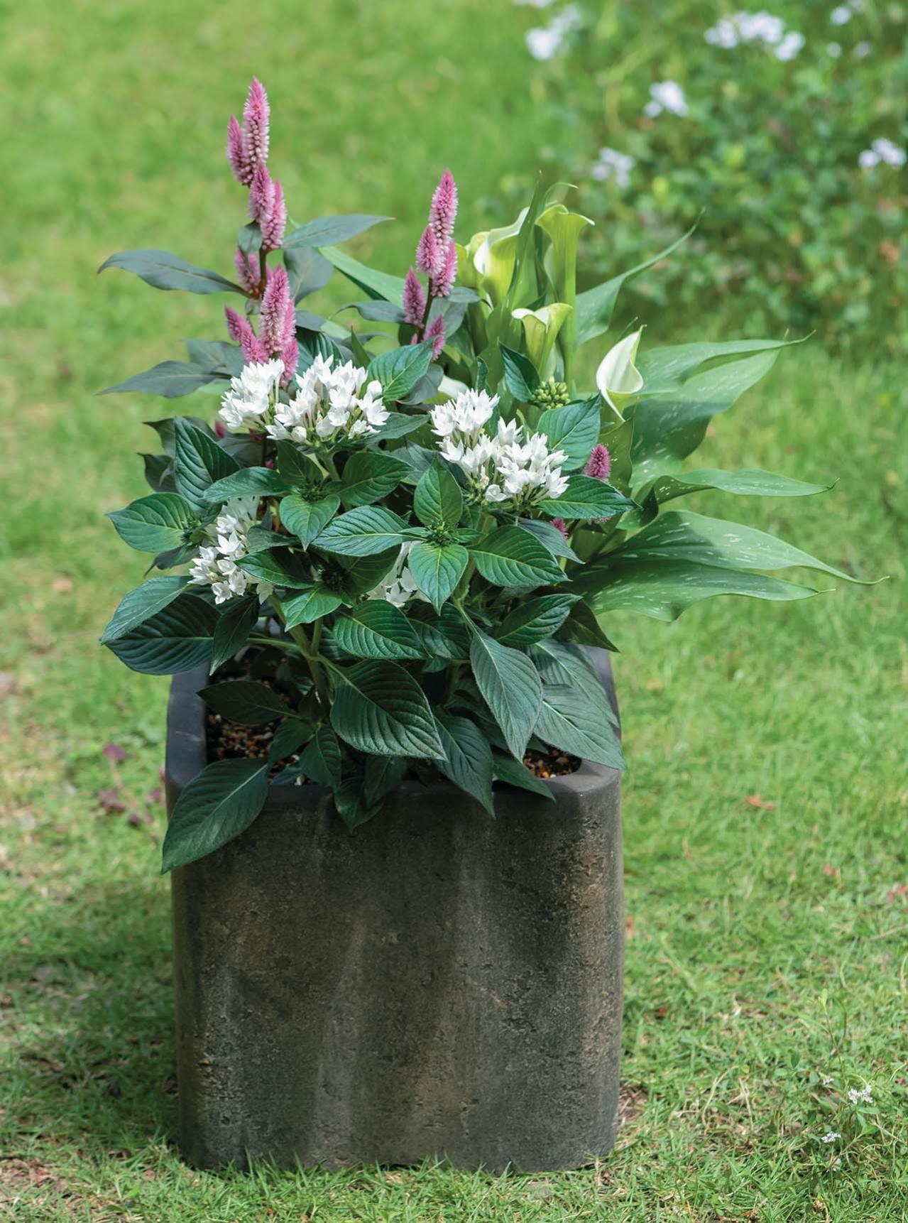 色数を2色に絞って洗練された印象！ 酷暑を乗り切る【夏の寄せ植え】2スタイル（画像3）