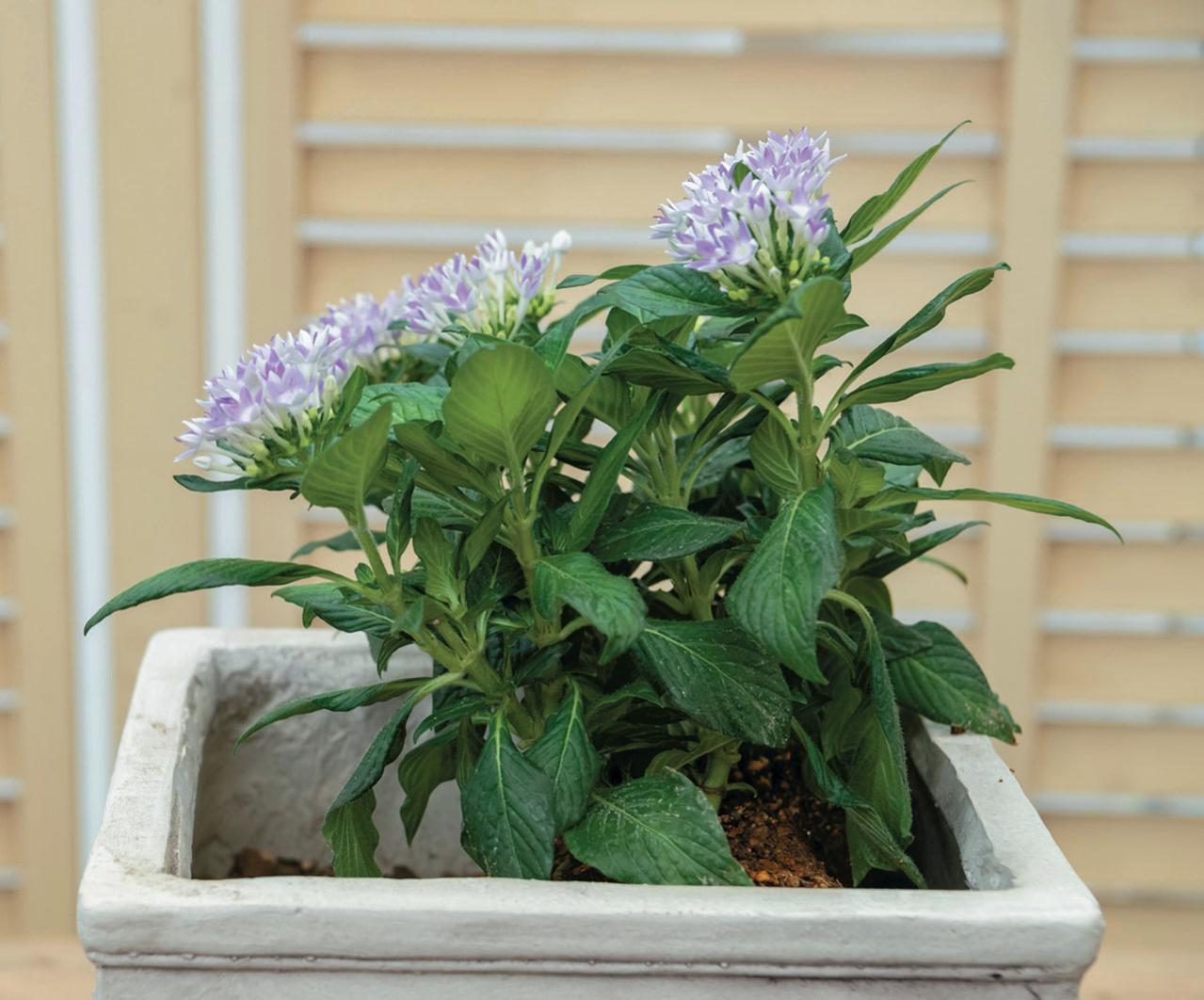 少ないポットで華やかに！【ペンタス×ゴシキトウガラシ】の夏の寄せ植えレシピと長持ちさせる工夫（画像15）