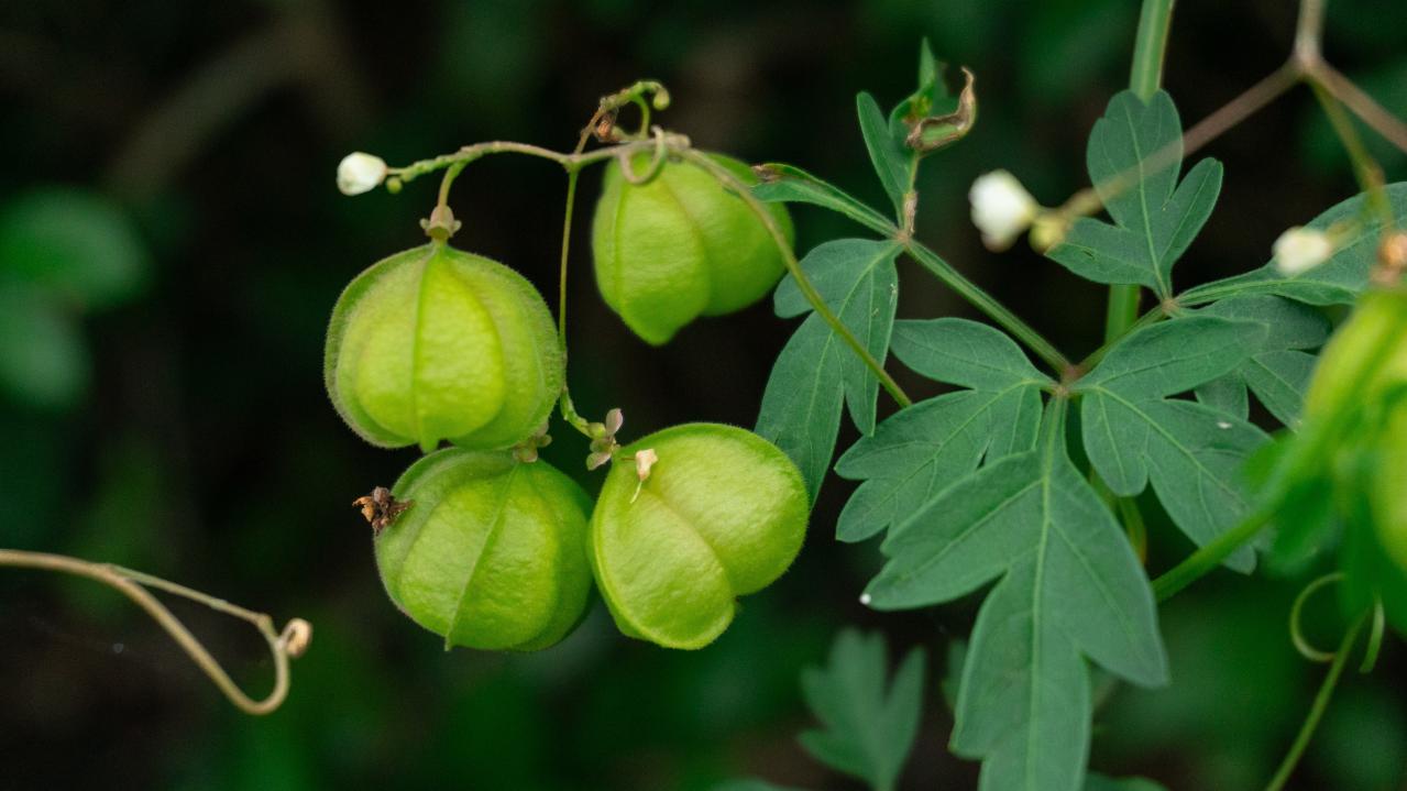 酷暑でもぐんぐん育つ！グリーンカーテンやフェンスに使える夏のつる性植物【8選】（画像16）