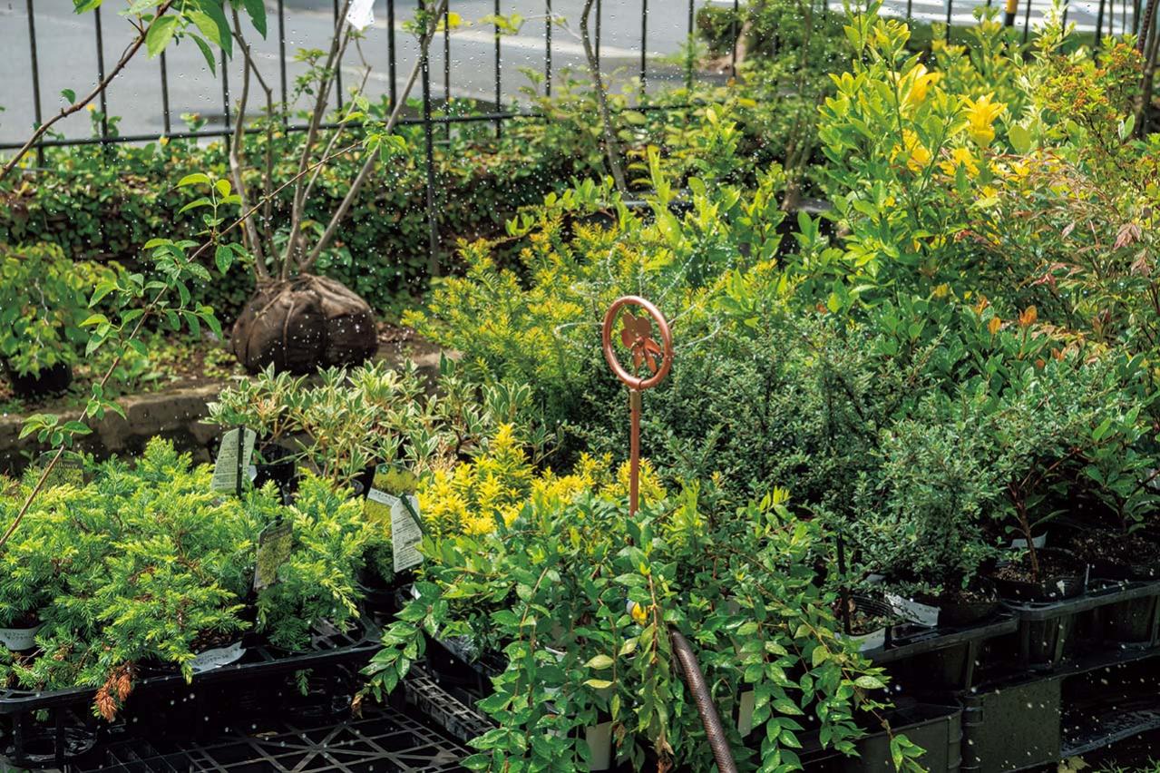 植物を枯らさない【夏の水やり】のコツとは？ 鉢植えは朝にたっぷり、花壇は15分ほどかけてじっくりと（画像5）