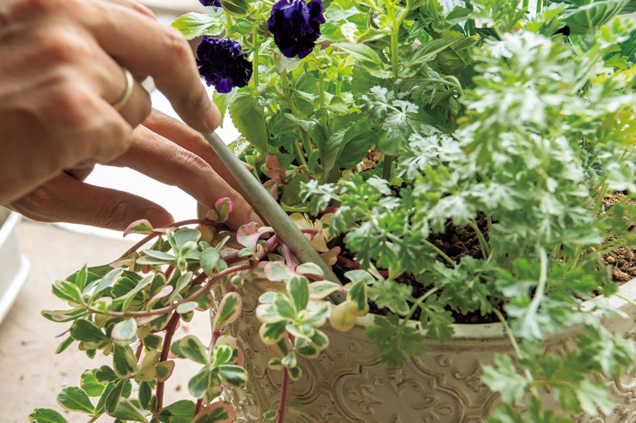 猛暑でもきれいが続く【暑さに強い寄せ植え】の作り方と苗選びのコツ（画像17）