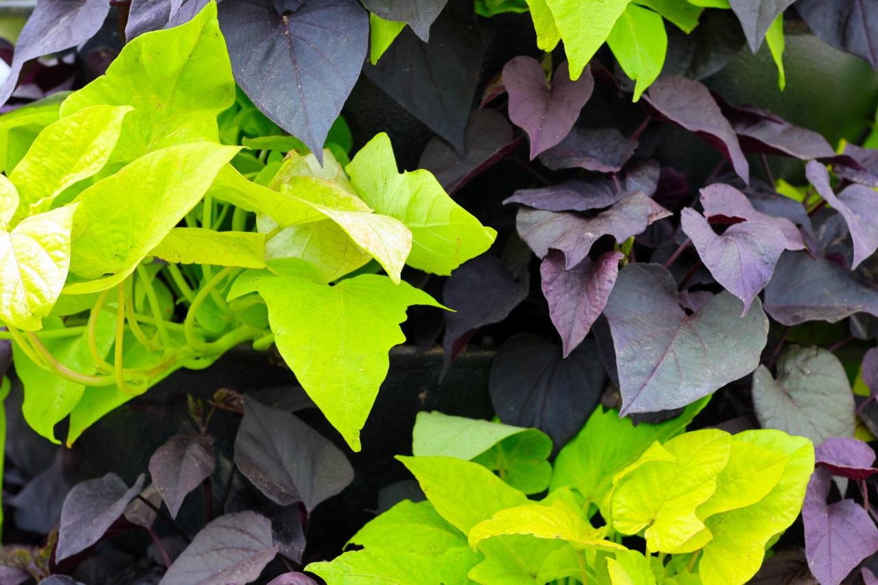 酷暑でもぐんぐん育つ！グリーンカーテンやフェンスに使える夏のつる性植物【8選】（画像14）