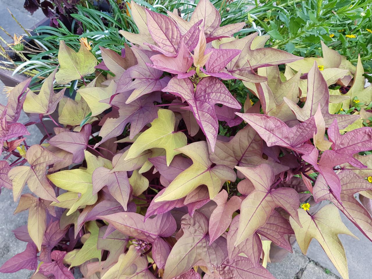酷暑でもぐんぐん育つ！グリーンカーテンやフェンスに使える夏のつる性植物【8選】（画像15）