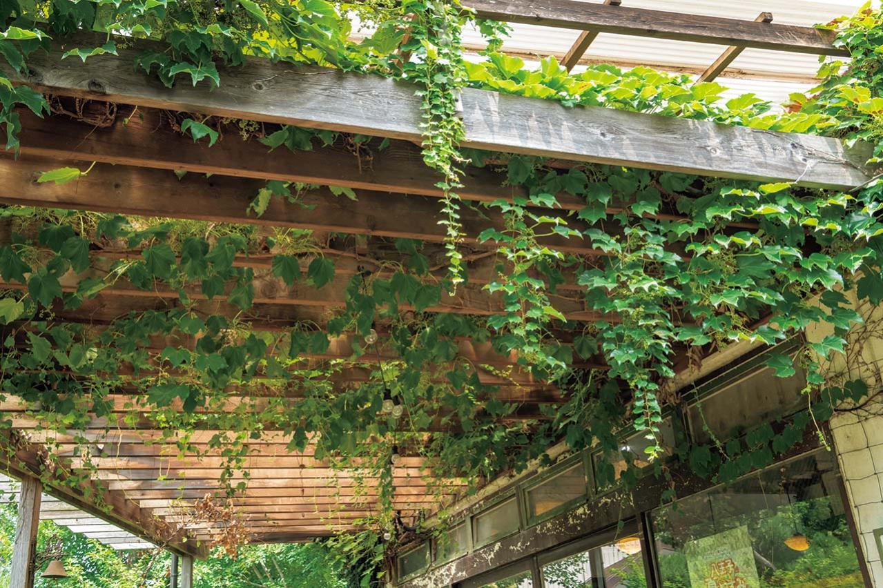 夏の暑さで植物を弱らせないために今できること3つ｜地温を下げるグラウンドカバー・二重鉢・日陰づくり（画像13）