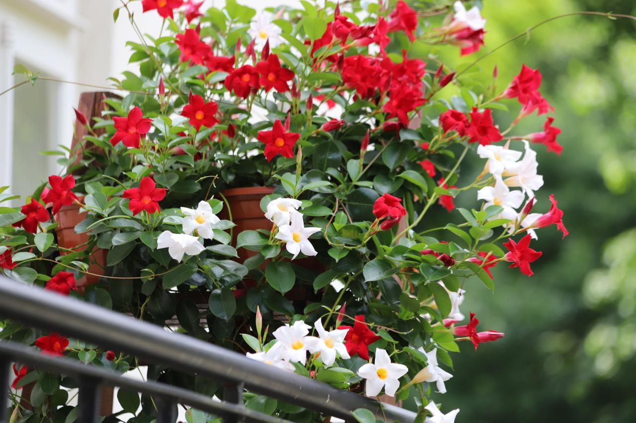 酷暑でもぐんぐん育つ！グリーンカーテンやフェンスに使える夏のつる性植物【8選】（画像5）