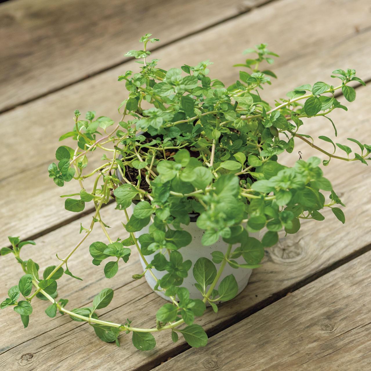 夏におすすめ【虫よけにもなる植物】5選｜ワームウッドからレモンゼラニウムまで（画像7）