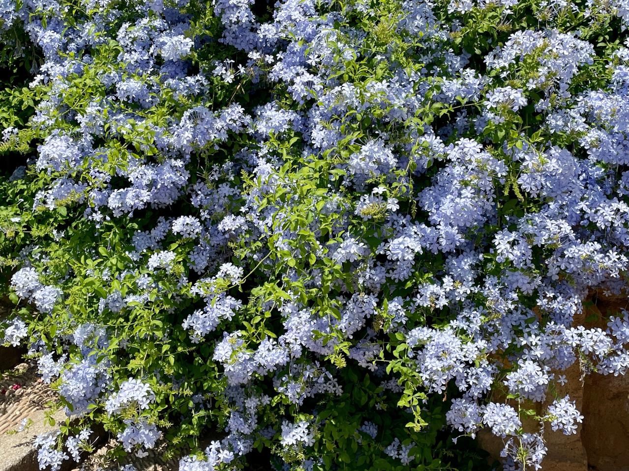 酷暑でもぐんぐん育つ！グリーンカーテンやフェンスに使える夏のつる性植物【8選】（画像7）