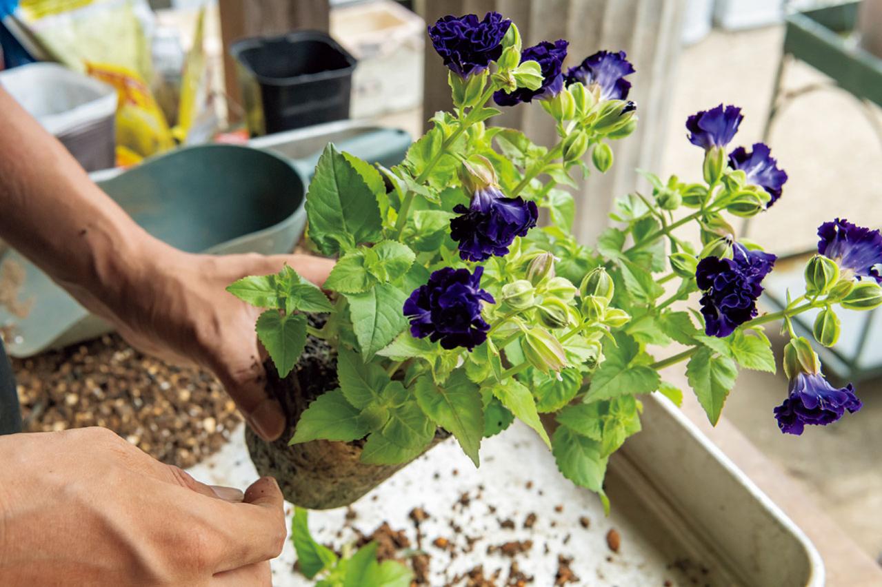 猛暑でもきれいが続く【暑さに強い寄せ植え】の作り方と苗選びのコツ（画像9）