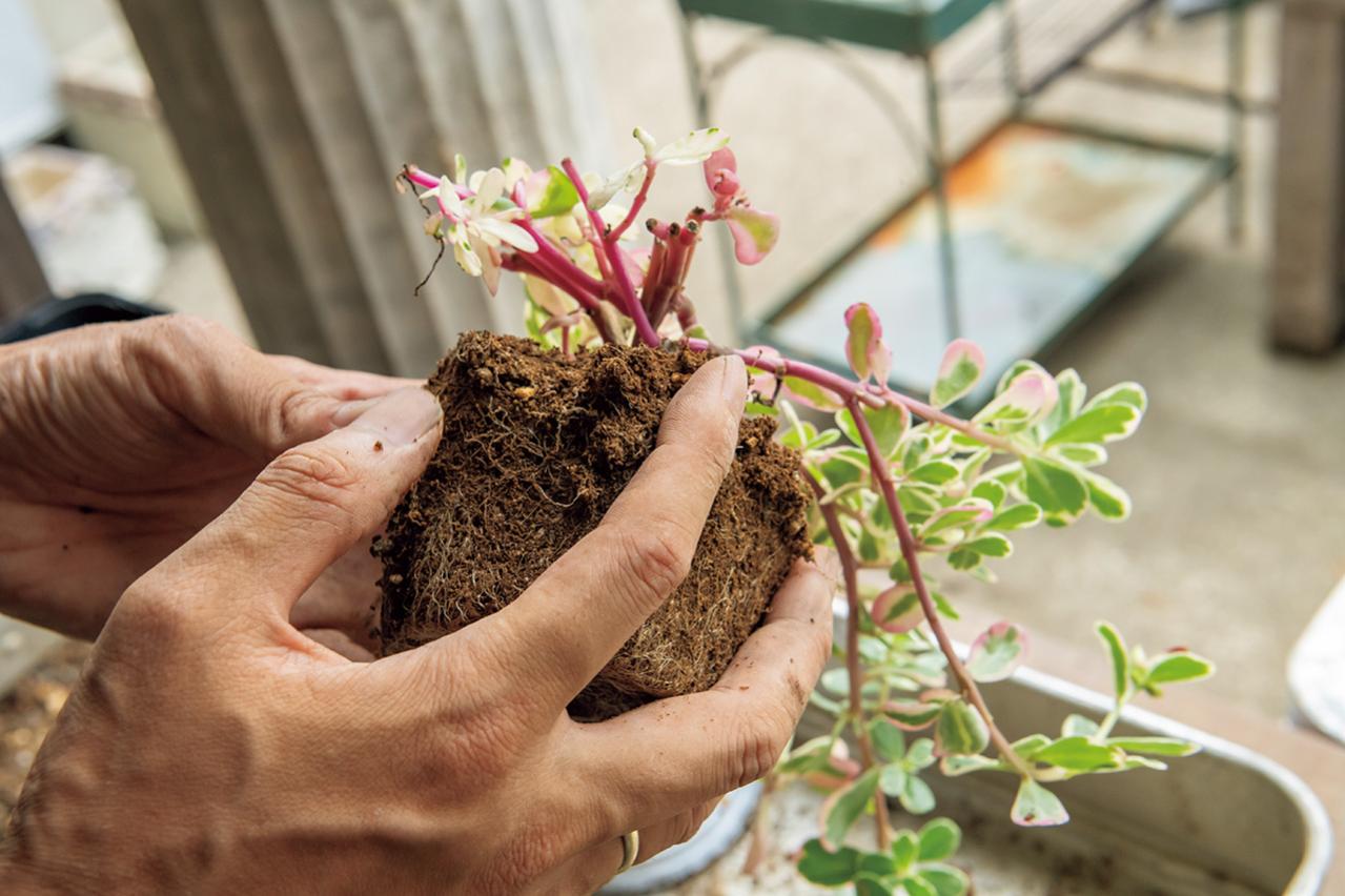 猛暑でもきれいが続く【暑さに強い寄せ植え】の作り方と苗選びのコツ（画像14）