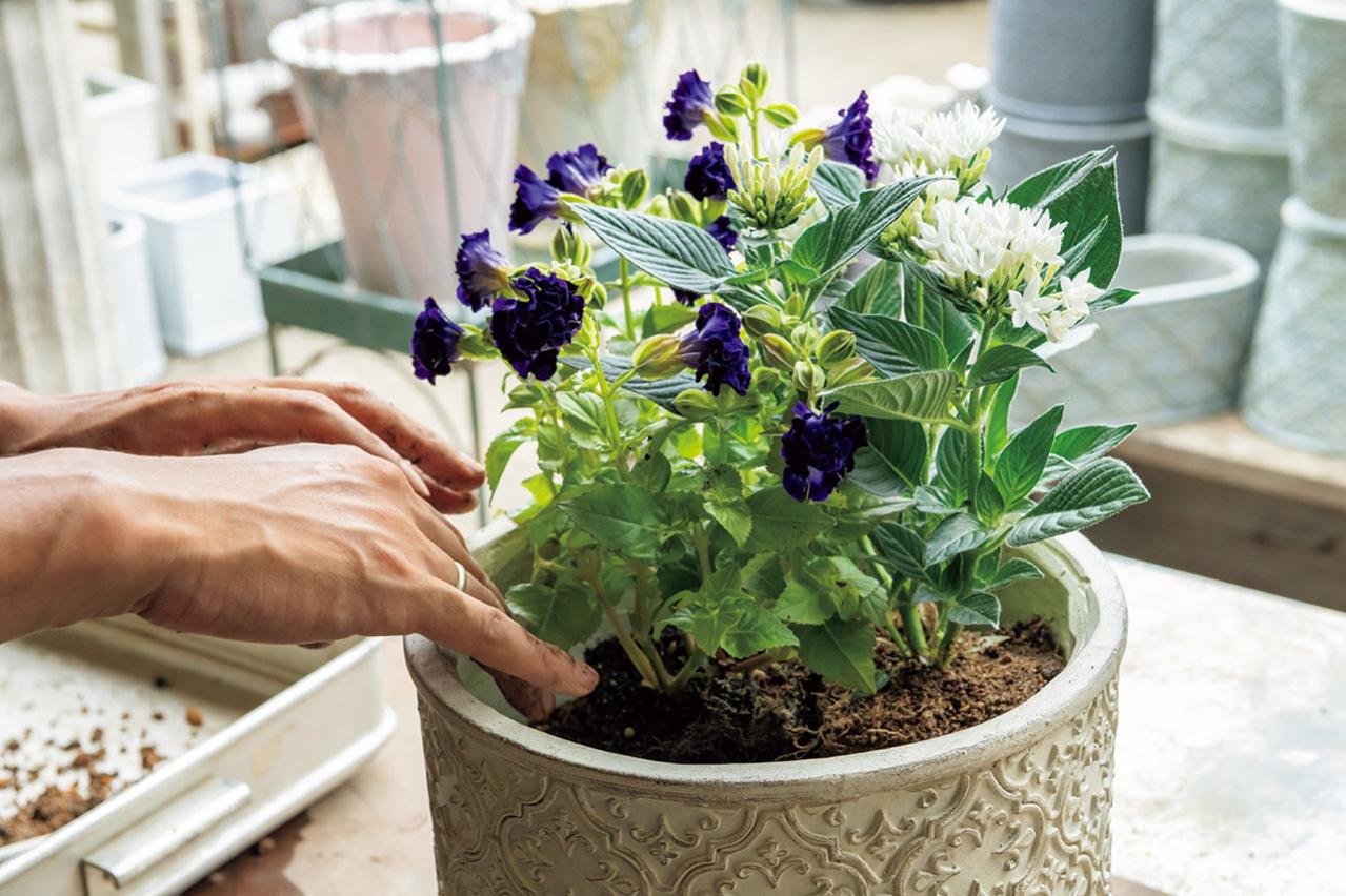 猛暑でもきれいが続く【暑さに強い寄せ植え】の作り方と苗選びのコツ（画像11）