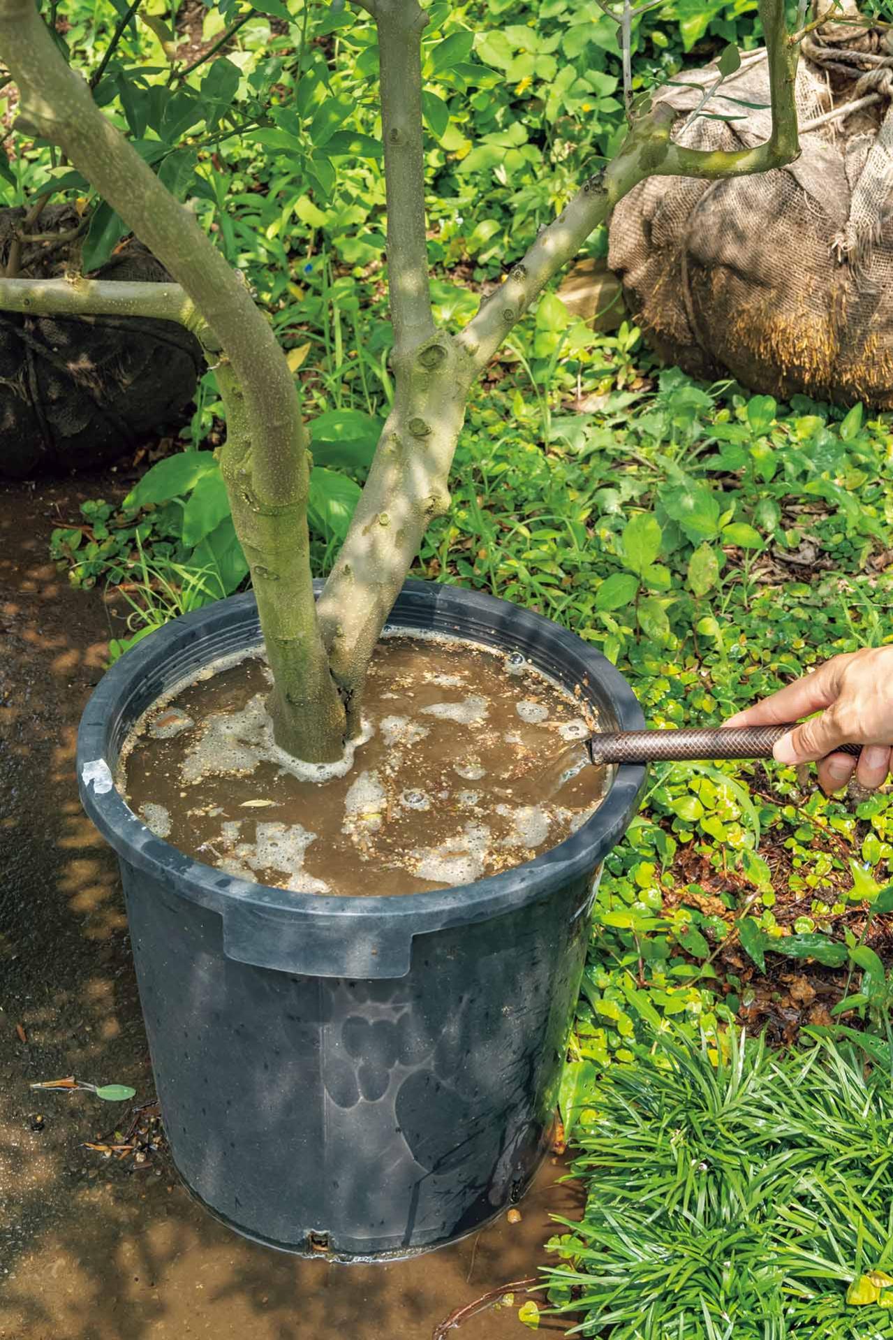 植物を枯らさない【夏の水やり】のコツとは？ 鉢植えは朝にたっぷり、花壇は15分ほどかけてじっくりと（画像4）