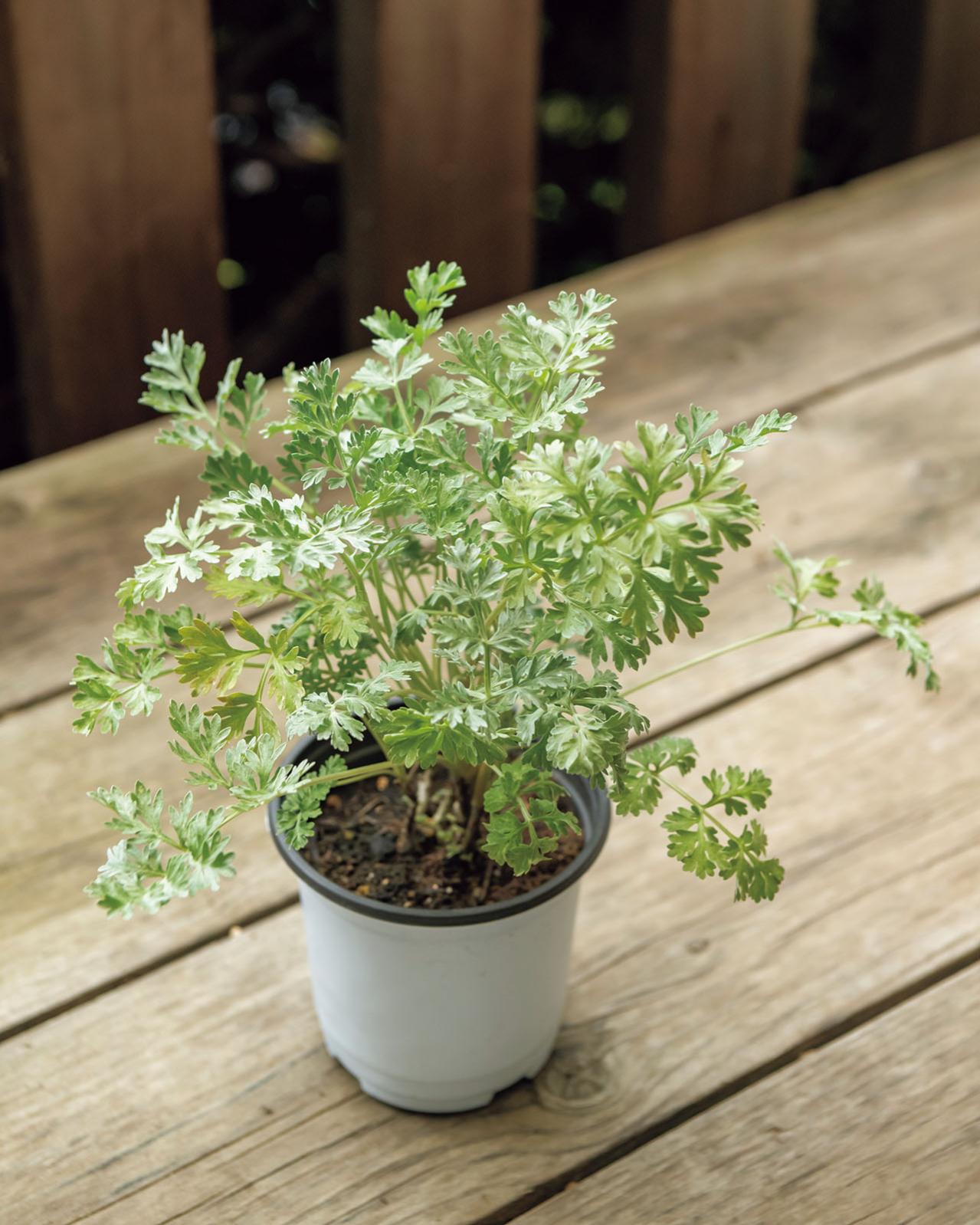 夏におすすめ【虫よけにもなる植物】5選｜ワームウッドからレモンゼラニウムまで（画像3）
