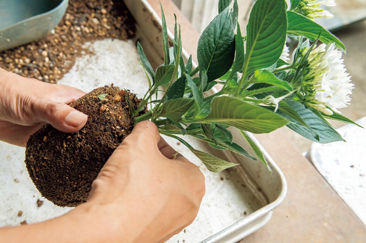猛暑でもきれいが続く【暑さに強い寄せ植え】の作り方と苗選びのコツ（画像7）