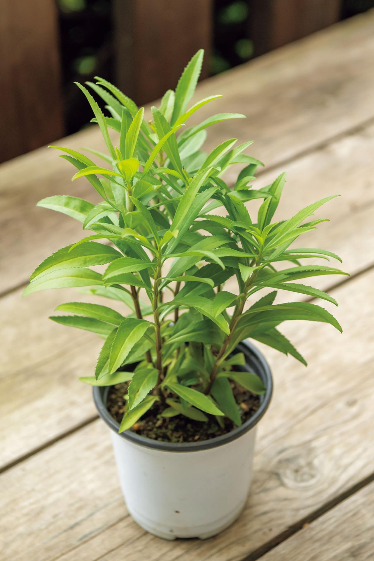 夏におすすめ【虫よけにもなる植物】5選｜ワームウッドからレモンゼラニウムまで（画像5）