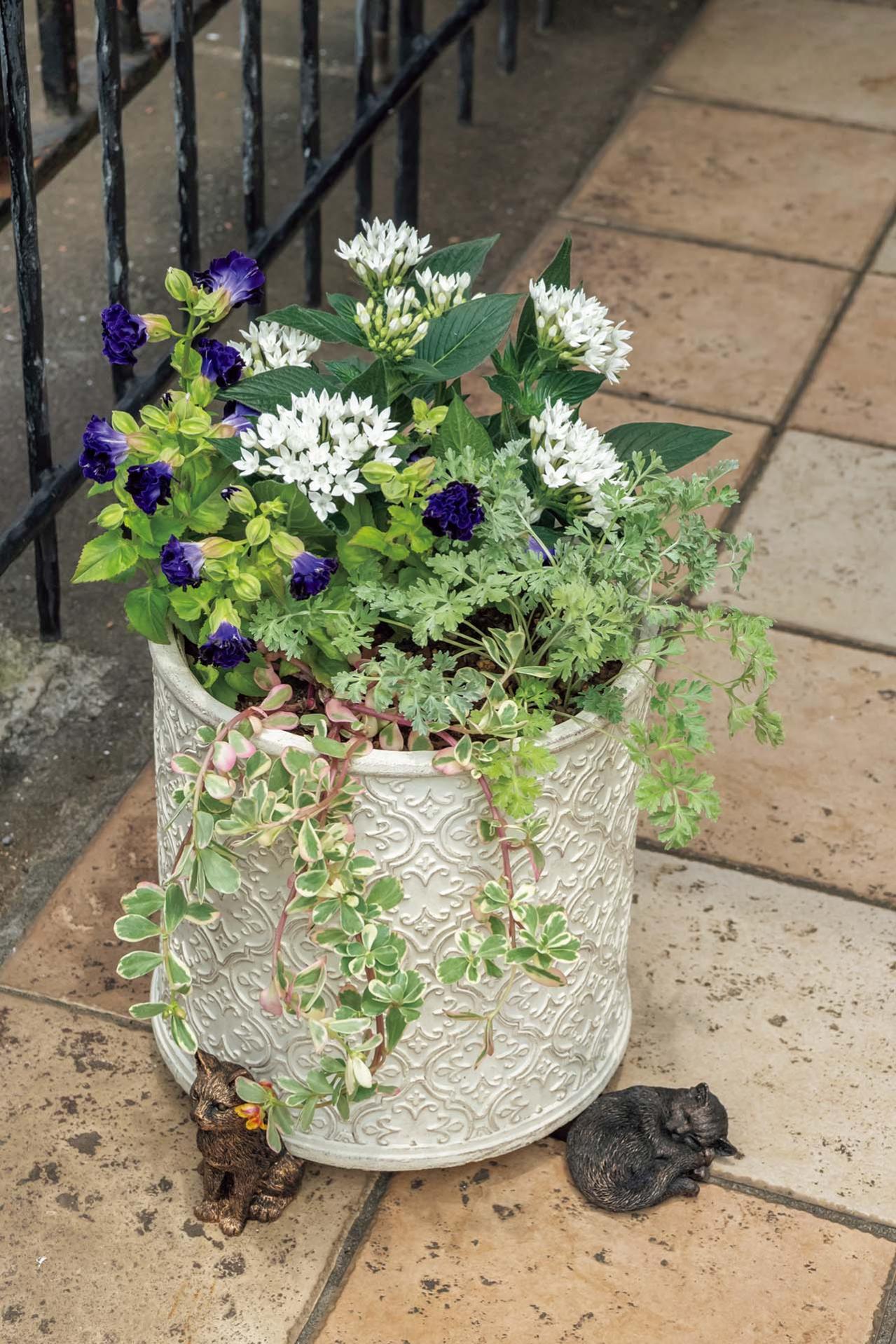 猛暑でもきれいが続く【暑さに強い寄せ植え】の作り方と苗選びのコツ（画像18）