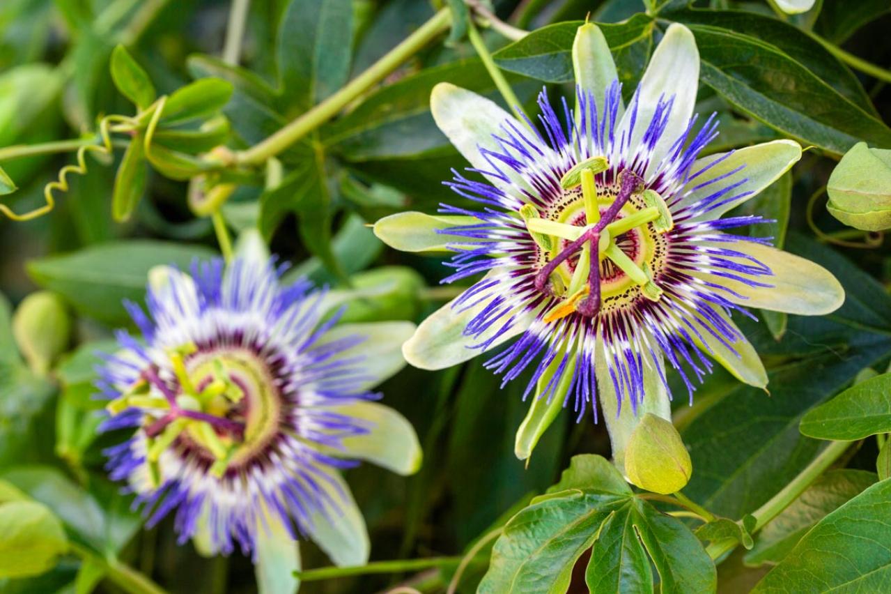 酷暑でもぐんぐん育つ！グリーンカーテンやフェンスに使える夏のつる性植物【8選】（画像10）