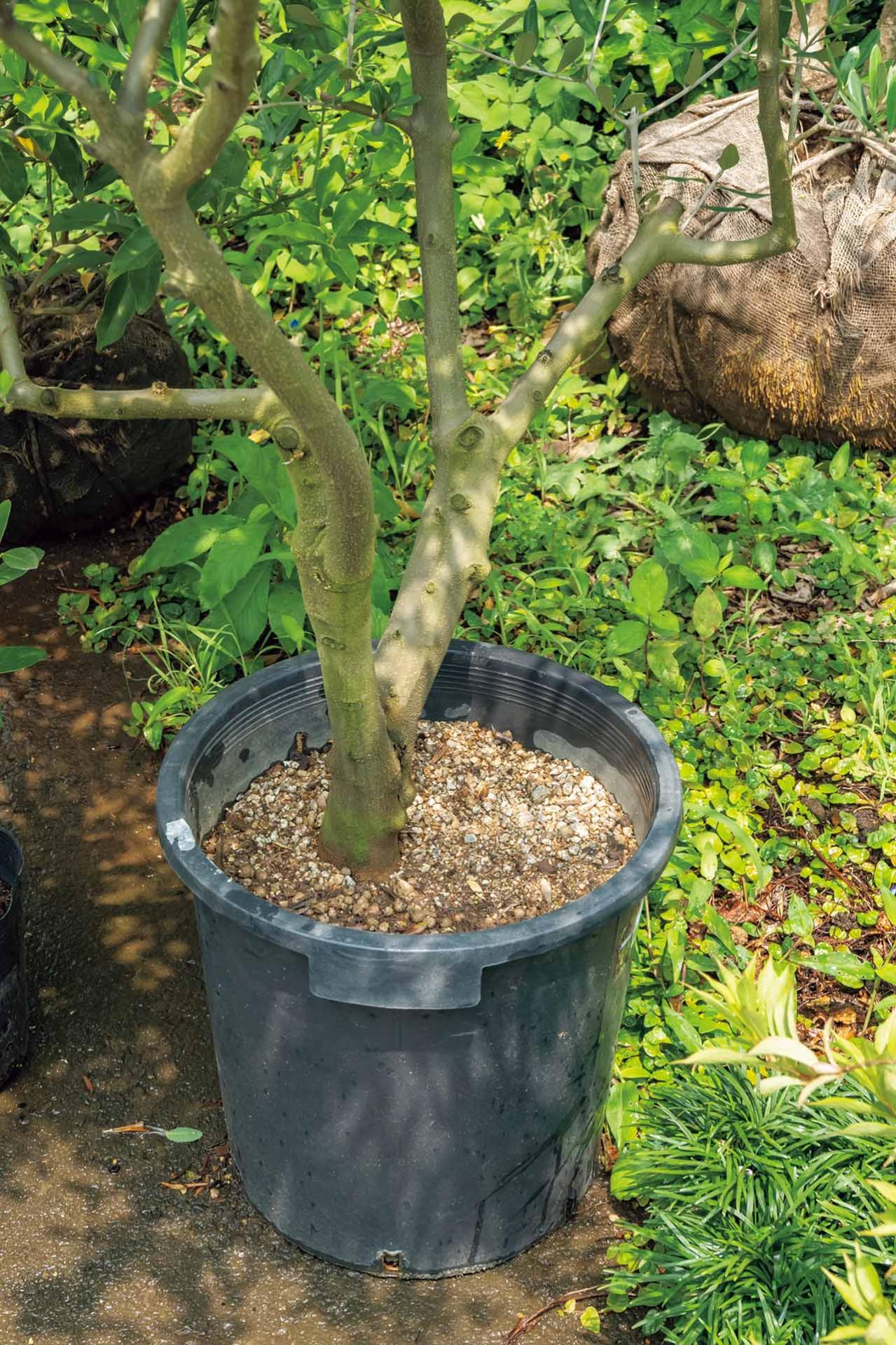 植物を枯らさない【夏の水やり】のコツとは？ 鉢植えは朝にたっぷり、花壇は15分ほどかけてじっくりと（画像3）