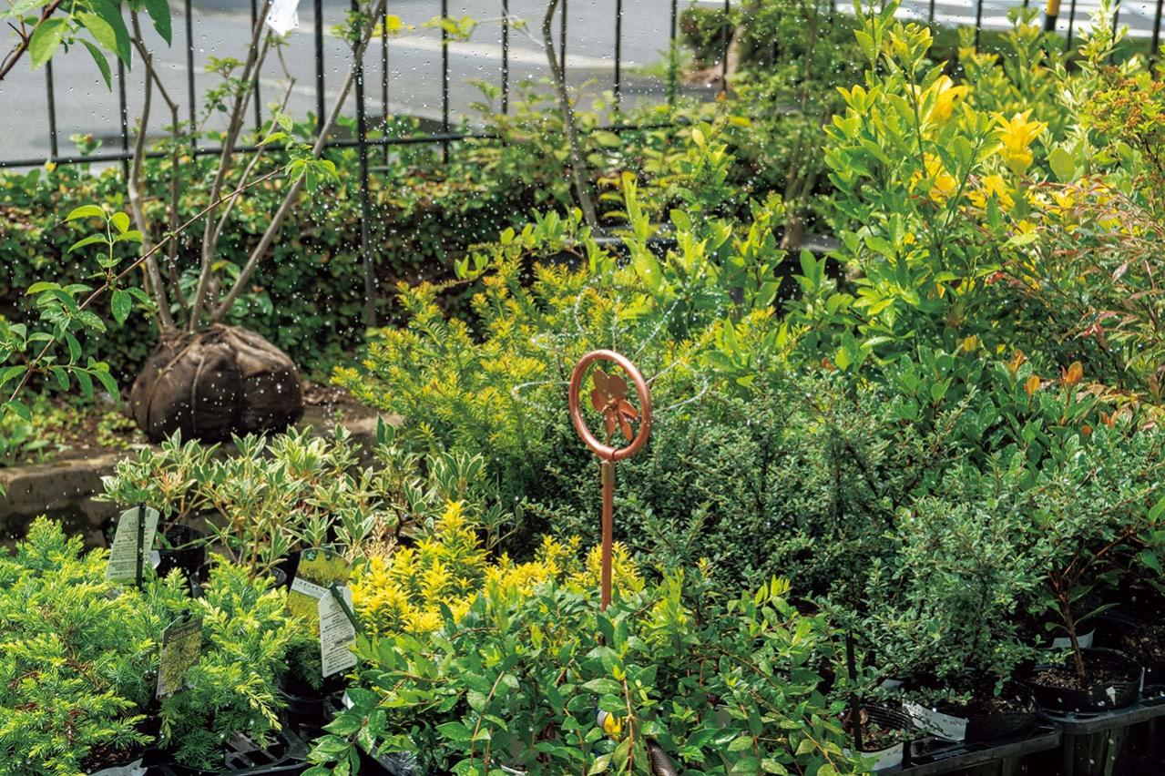 植物を枯らさない【夏の水やり】のコツとは？ 鉢植えは朝にたっぷり、花壇は15分ほどかけてじっくりと